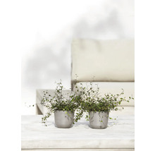 Zwei Topfpflanzen mit Kletterfeigen auf einem Tisch