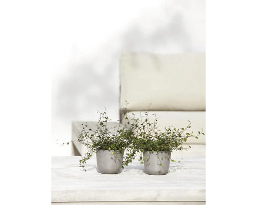 Zwei Topfpflanzen mit Kletterfeigen auf einem Tisch