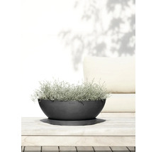 Schale mit Pflanze auf Untersetzer