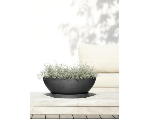 Schale mit Pflanze auf Untersetzer