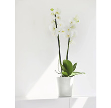 Weiße Orchidee im Blumentopf