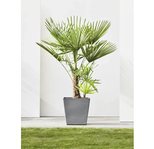 Palme in einem quadratischen Pflanzgefäß