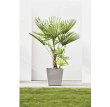 Hanfpalme im Topf auf Rasen