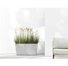 Rechteckiger Pflanzkasten mit Ziergras neben einem Sessel