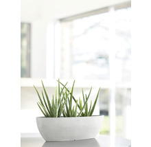 Aloe Vera Pflanze in einem länglichen Topf