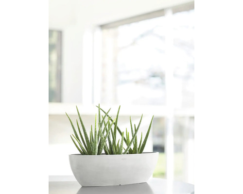 Aloe Vera Pflanze in einem länglichen Topf