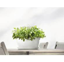 Kräutertopf mit Basilikum, Thymian und Petersilie auf einem Holztisch