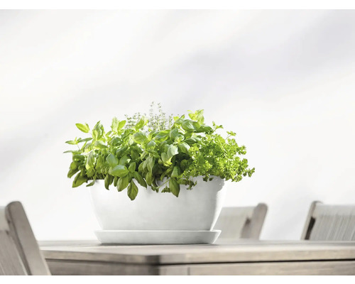 Kräutertopf mit Basilikum, Thymian und Petersilie auf einem Holztisch