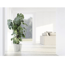 Monstera Zimmerpflanze im Topf in einem hellen Raum.