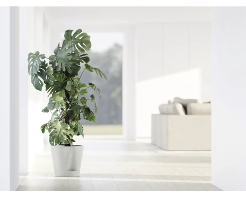 Monstera Zimmerpflanze im Topf in einem hellen Raum.