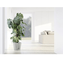 Monstera Zimmerpflanze im Topf in einem hellen Raum