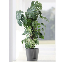 Monstera Zimmerpflanze im Topf