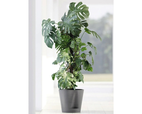 Monstera Zimmerpflanze im Topf