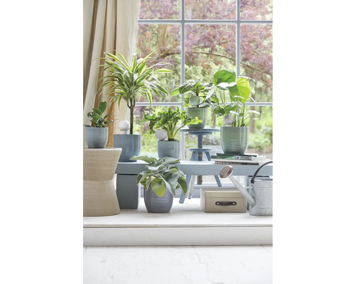 Zimmerpflanzen in Pflanzgefäßen auf einem Tisch vor einem Fenster.