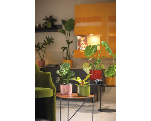 Dekorative Zimmerpflanzen in farbigen Übertöpfen auf Tischen und Regalen in einem Wohnzimmer