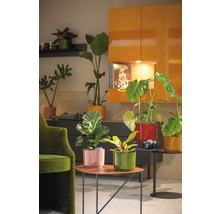 Wohnzimmer mit verschiedenen Zimmerpflanzen in farbigen Blumentöpfen auf Tischen und Regalen