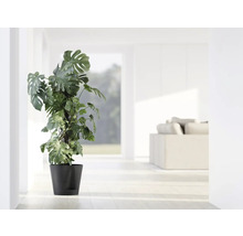 Monstera Deliciosa Zimmerpflanze in einem Topf in einem hellen Raum.