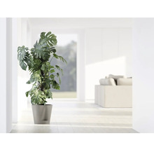 Monstera Zimmerpflanze im Topf in einem hellen Raum