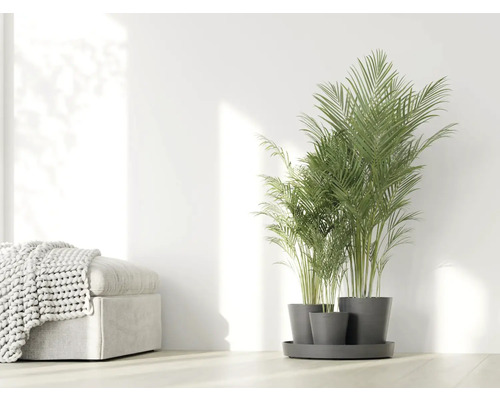 Zimmer mit Areca-Palme in Töpfen auf einem Untersetzer neben einem Hocker mit Überwurfdecke