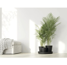 Zimmer mit Areca-Palme in Töpfen auf einem Tablett und einem Hocker mit einer Decke