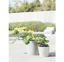 Zwei Topfpflanzen im Außenbereich