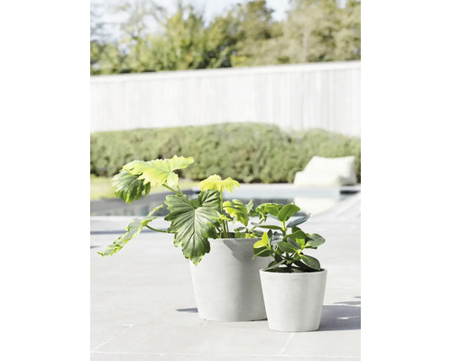 Zwei Topfpflanzen im Außenbereich