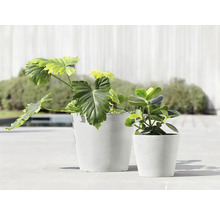 Zwei Zimmerpflanzen in weißen Übertöpfen auf einer Terrasse.