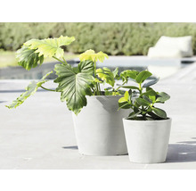 Zwei Pflanzen in Übertöpfen unterschiedlicher Größe im Freien