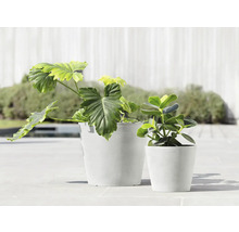 Zwei Zimmerpflanzen in Pflanzgefäßen