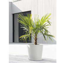 Hanfpalme im Topf für den Innen- und Außenbereich