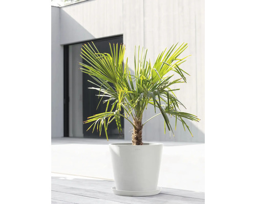 Hanfpalme im Topf für den Innen- und Außenbereich