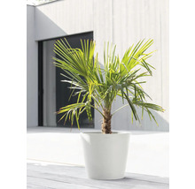 Chinesische Hanfpalme in einem Pflanzgefäß