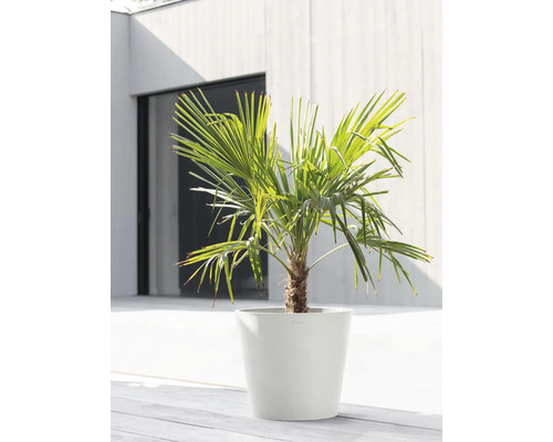 Chinesische Hanfpalme in einem Pflanzgefäß