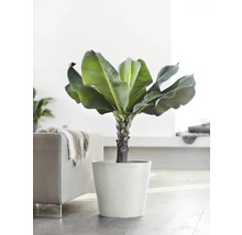 Banane in einem Topf als Zimmerpflanze