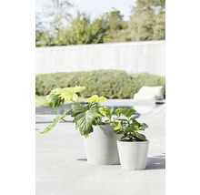 Zwei Pflanzen in Töpfen im Außenbereich.