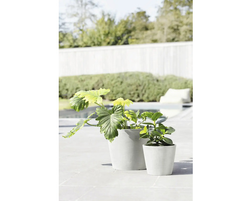 Zwei Pflanzen in Töpfen im Außenbereich.