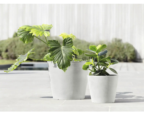 Zwei Zimmerpflanzen in Übertöpfen