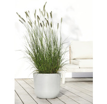 Gras in einem runden Pflanzgefäß auf einer Terrasse