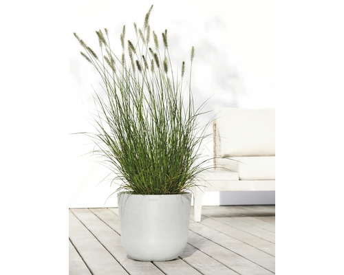 Gras in einem runden Pflanzgefäß auf einer Terrasse