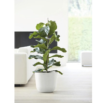 Feigenbaum in weißem Blumentopf als Zimmerpflanze