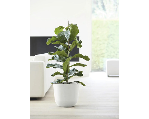 Feigenbaum in weißem Blumentopf als Zimmerpflanze