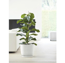 Ficus lyrata Zimmerpflanze in weißem Topf