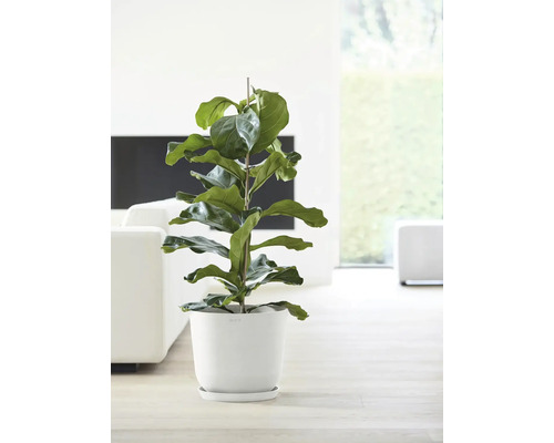 Ficus lyrata Zimmerpflanze in weißem Topf