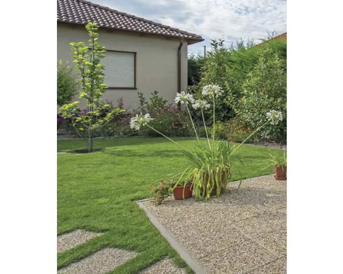 Garten mit Kiesweg, Rasen und Agapanthus in Töpfen