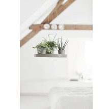 Hängeregal mit zwei Zimmerpflanzen in einem hellen Raum mit Holzbalken