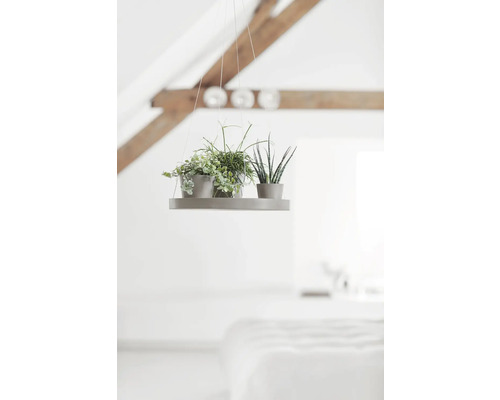 Hängeregal mit zwei Zimmerpflanzen in einem hellen Raum mit Holzbalken