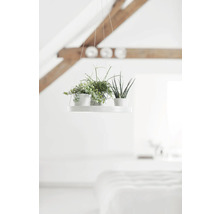 Hängepflanzen auf einer weißen Hängevorrichtung in einem hellen Raum.