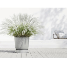 Ziergras im Topf auf einem Holzboden