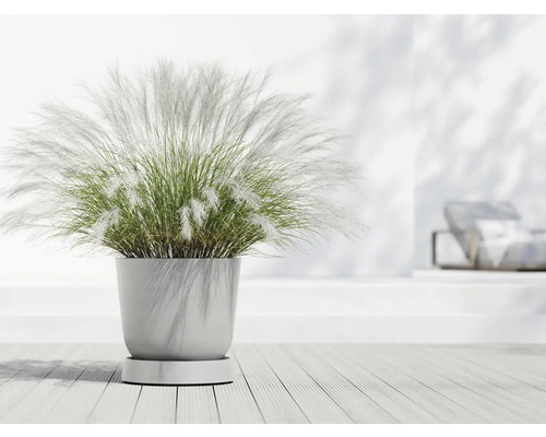 Ziergras im Topf auf einem Holzboden