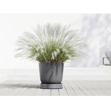 Pampasgras im Topf für den Innenbereich